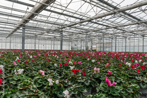 Flowers in a modern greenhouse. Greenhouses for growing flowers. Floriculture industry.  © Clara