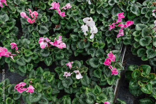 Top shot of many small flowers in a greenhouse. Professional plant cultivation.