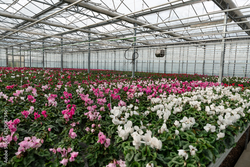 Flowers in a modern greenhouse. Greenhouses for growing flowers. Floriculture industry. 