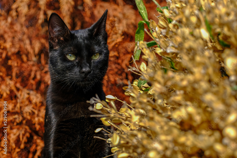 schwarze Katze in der Abendsonne