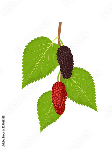 Vector illustration, mulberry fruit with green leaves, isolated on white background.