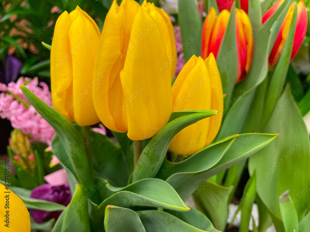 Obraz premium Yellow flowers and green stems with colorful reds