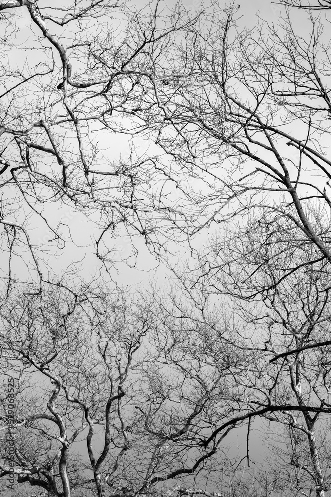 Silhouette of tree branches against the sky Silhouette of tree branches against the sky