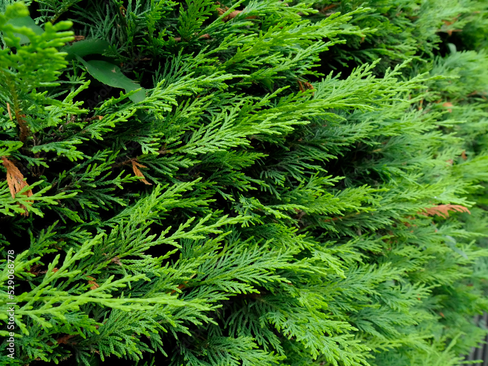 evergreen leaves, green texture pine needles evergreen leaves, green texture pine needles