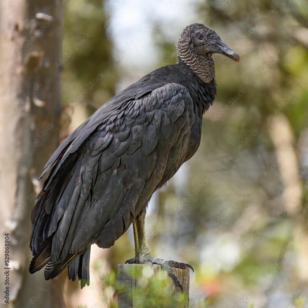 Naklejka premium Black Vulture, Aegypius Monachus perched on a branch in the woods. Colombia. 