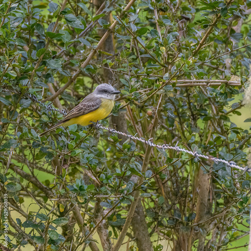 Beautiful yellow exotic Tropical kingbird, Tyrannus melancholicus perched on a barb wire contryside near Gachntiva, Colombia. photo