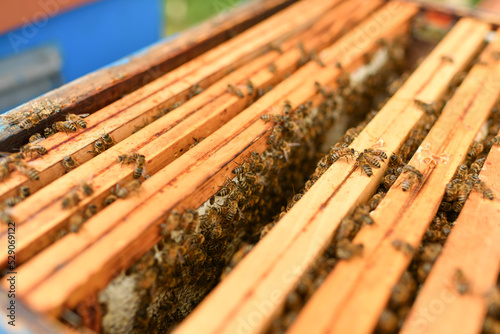 A beehive with bees. A box with bees © o1559kip