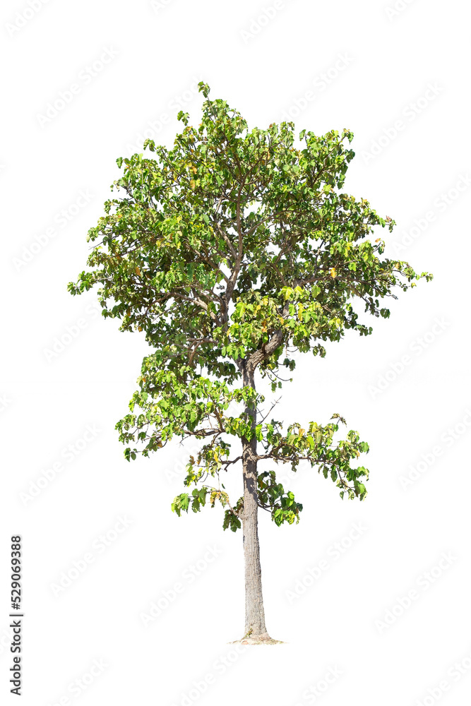 isolated big tree on White Background. tropical trees isolated used for design, advertising and architecture isolated big tree on White Background. tropical trees isolated used for design, advertising and architecture