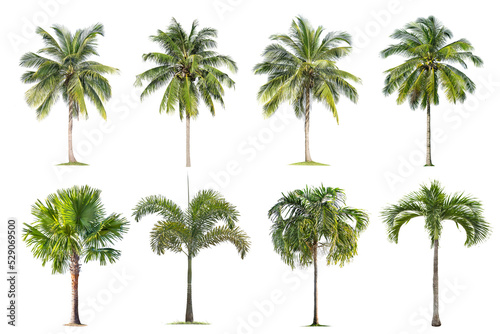 Coconut and palm trees Isolated tree on white background   The collection of trees.Large trees are growing in summer  making the trunk big.