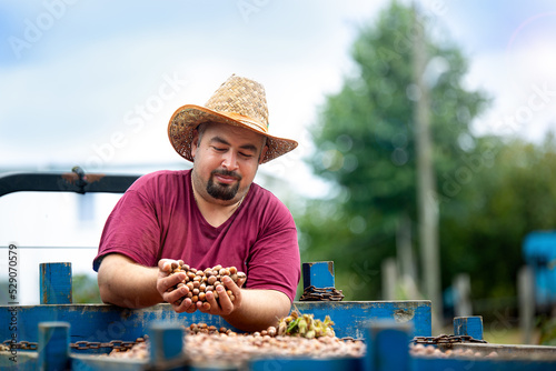 Hazelnut harvest. The man holding the hazelnuts in his palm after picking them. Farmer, Agricultural worker.