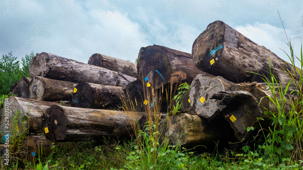 Fototapeta premium Borneo tropical hardwood stacked in log yard. Agricultural background