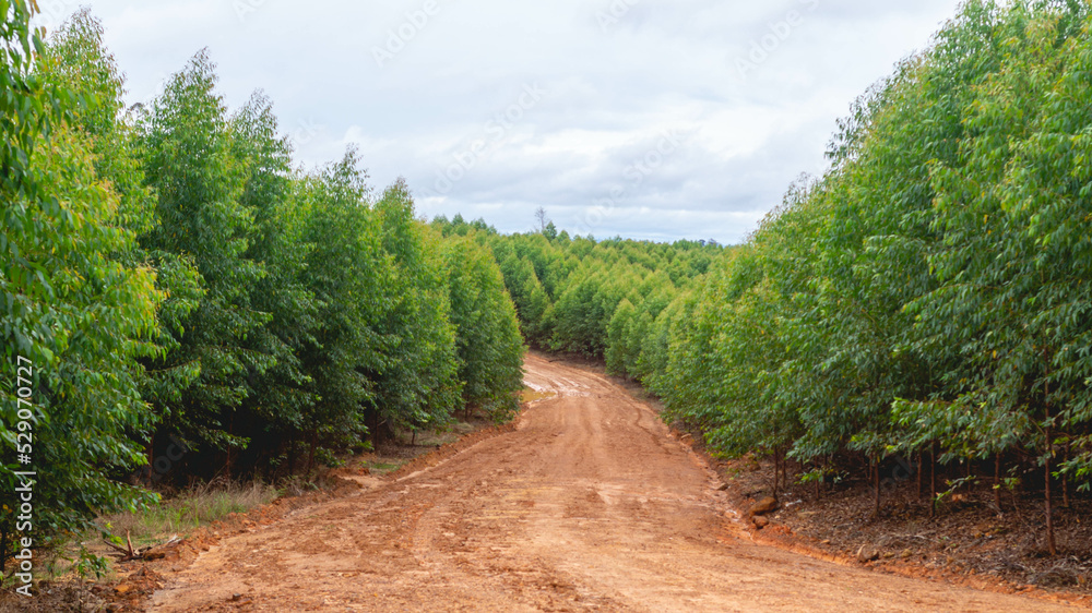 Fototapeta premium Dirt road crossing Eucalyptus plantation at Kutai Timur, Indonesia. Eucalyptus plantation for paper industry at Kutai Timur