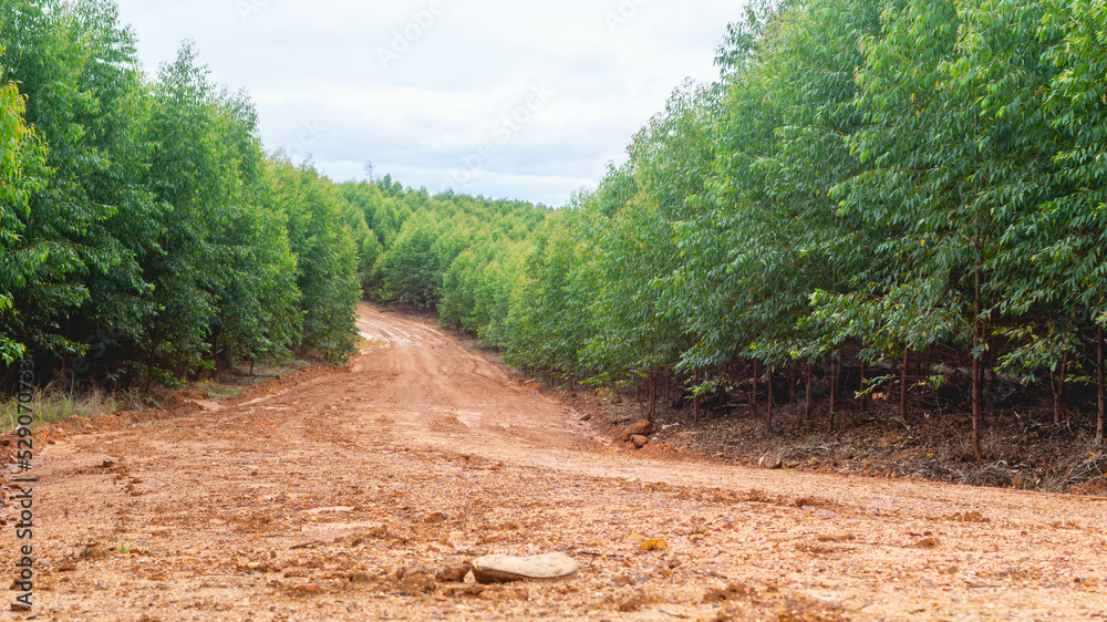 Fototapeta premium Dirt road crossing Eucalyptus plantation at Kutai Timur, Indonesia. Eucalyptus plantation for paper industry at Kutai Timur