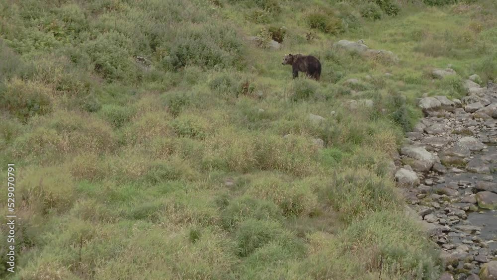 Bear Is Dangerous Wild Animals Cub Walks Along Calm River Bear Is Dangerous Wild Animals Cub Walks Along Calm River