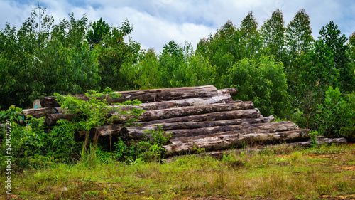 Borneo tropical hardwood  stacked in log yard. Agricultural background