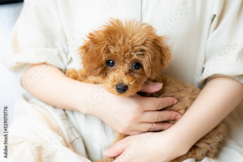 ペット プードル トイプードル 愛犬 家族