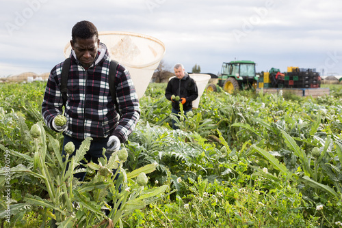 African American worker with special backpack gathering in crops of ripe green artichokes on farm plantation