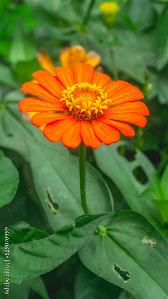 Orange Zinnia flower with green leaves. Natural background Orange Zinnia flower with green leaves. Natural background