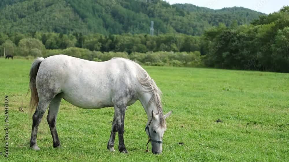 A gray horse is grazing in a meadow. A gray horse is grazing in a meadow.