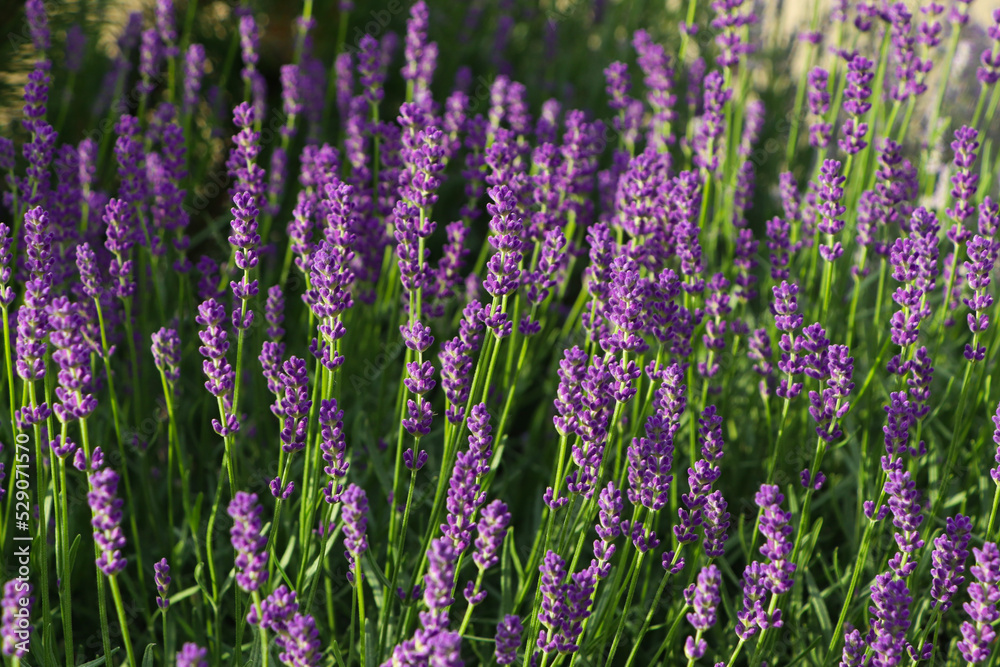 Obraz premium Beautiful blooming lavender plants in field on sunny day, closeup