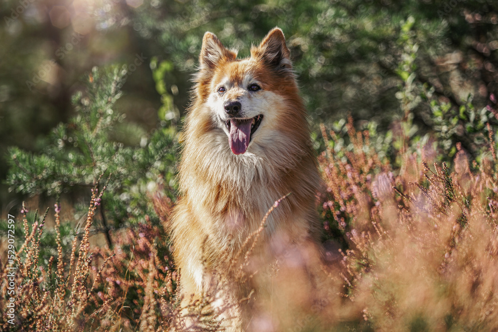 Portrait of an icelandic sheepdog between heath plants in front of a moorland landscape in late summer outdoors