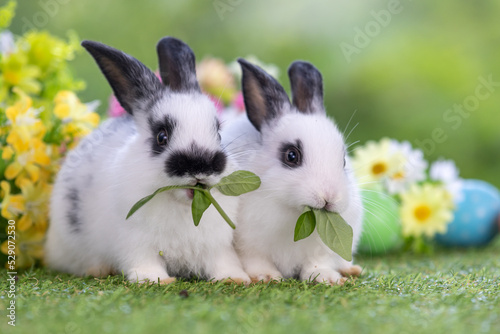 Lovely bunny easter fluffy baby rabbit with a basket full of colorful flowers and easter eggs on green garden nature background on warmimg day. Symbol of easter day festival. photo