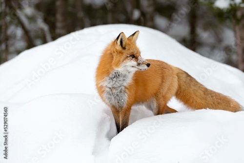 Red Fox (Vulpes vulpes) standing in deep snow, Algonquin Provincial Park, Ontario, Canada, North America