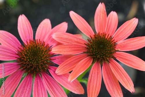 Purple and pink Echinacea  Coneflowers in summer  Montreal  Quebec  Canada  North America