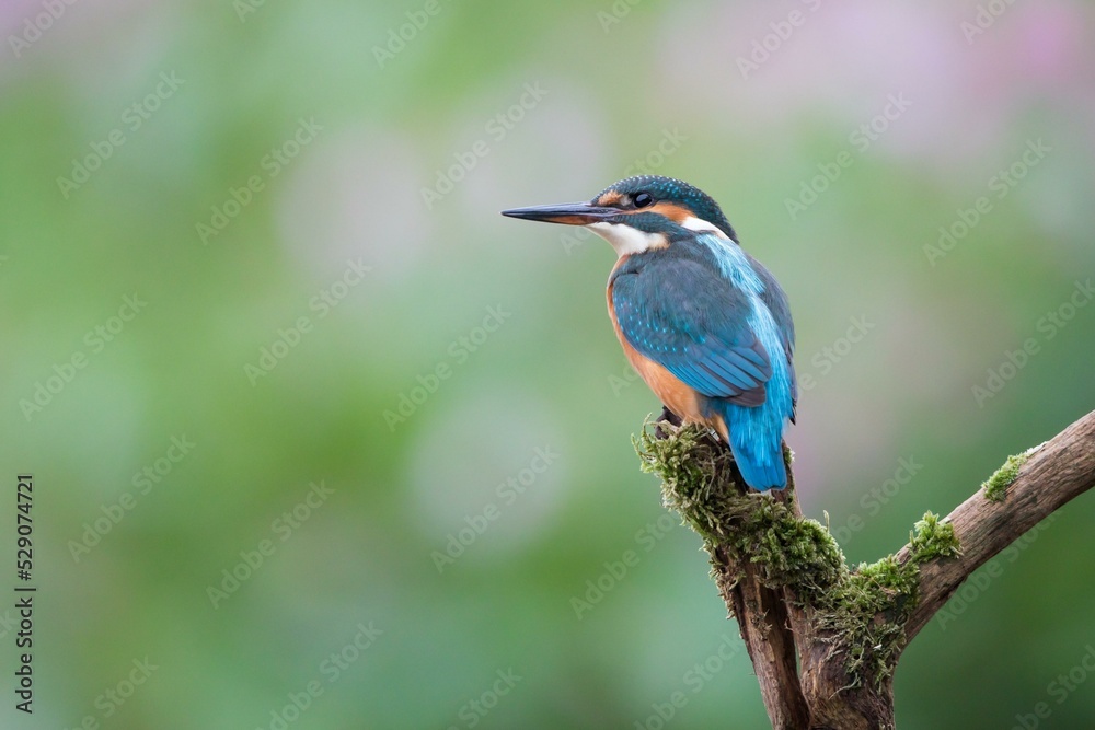 Common kingfisher (Alcedo atthis), female, young bird, lookout perch, Hesse, Germany, Europe
