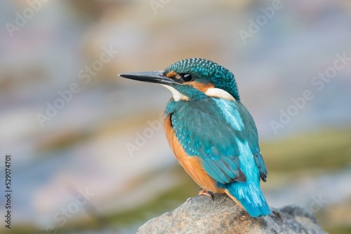 Young Common kingfisher (Alcedo atthis) standing on stone, Hesse, Germany, Europe