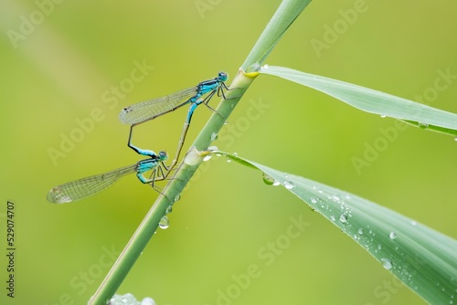 Blue-tailed damselflyn (Ischnura elegans) mating, mating wheel, on reed stem, Germany, Europe