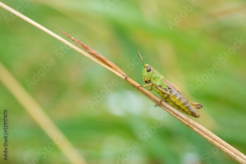 Fotografi Meadow grasshopper (Chorthippus parallelus) on grass blade, Germany, Europe