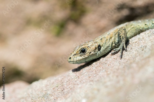 Viviparous lizard (Lacerta vivipara) on stone, portrait, Hesse, Germany, Europe