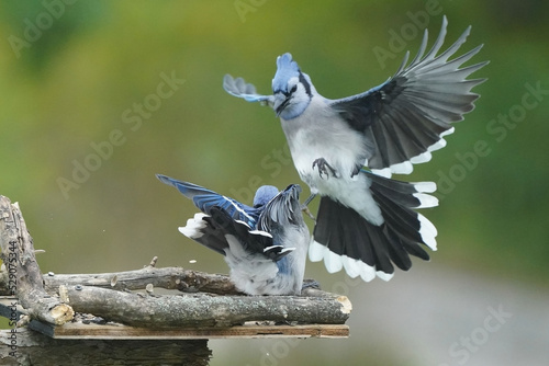 Stampa su tela Blue Jays scrapping at the birdfeeder