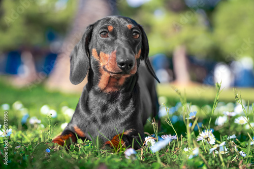 Cute dachshund puppy lies on green meadow with daisies in spring sun. Small dog rest on lawn in flowers basking in sun. Walk in flowering park with pet. Green summer grass on warm day