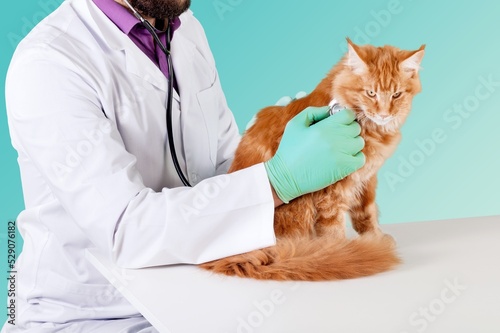 Cute young cat for examination by a veterinarian.