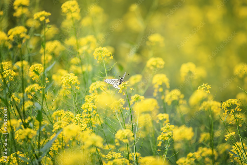 white butterfly among many yellow flowers, on a sunny summer day, selective focus