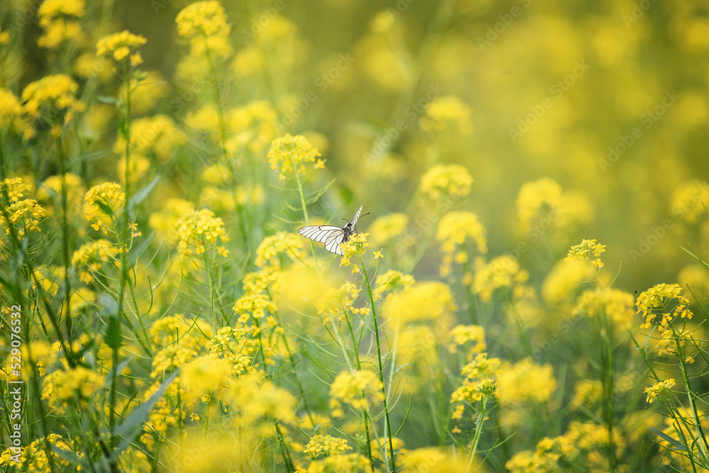 white butterfly among many yellow flowers, on a sunny summer day, selective focus white butterfly among many yellow flowers, on a sunny summer day, selective focus