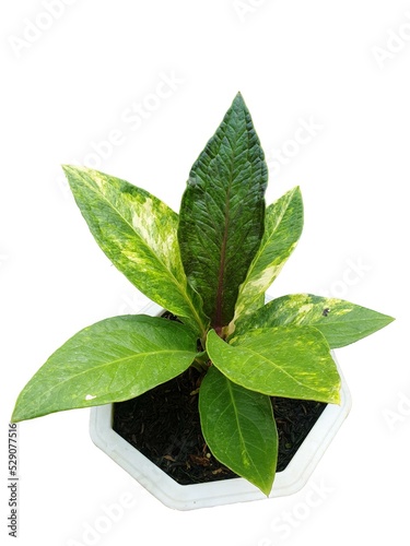 anthurium jemani in a pot photo