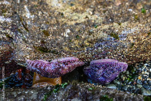 Purple starfish attached to the underside of a rock at low tide, Golden Gardens Park, Washington, USA
