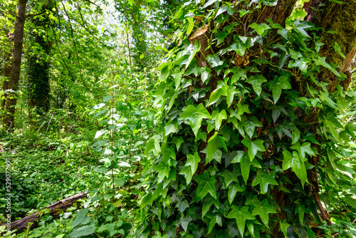 Invasive English Ivy covering a forest floor and growing up trees, as a nature background 