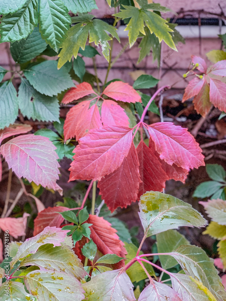 red and green leaves red and green leaves