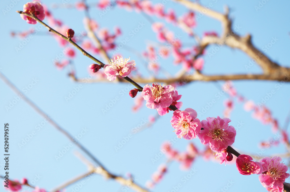 紅梅の花のアップ 紅梅の花のアップ
