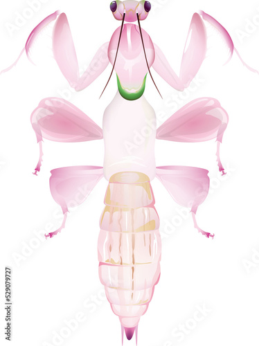orchid mantis ハナカマキリ