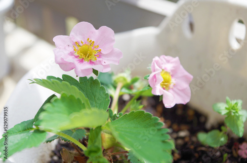 ピンクのイチゴの花