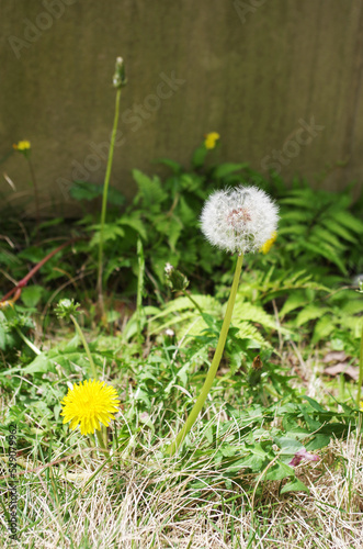 たんぽぽの花と綿毛