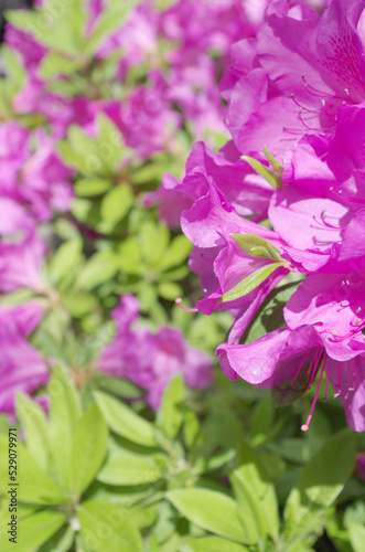 ツツジの花のアップ