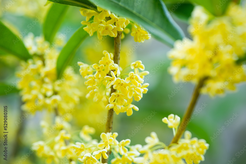 Sweet-Scented yellow osmanthus fragrans bloom in autumn