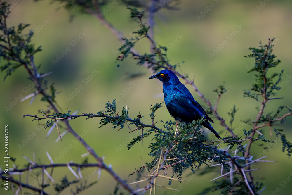 Obraz premium bird on branch