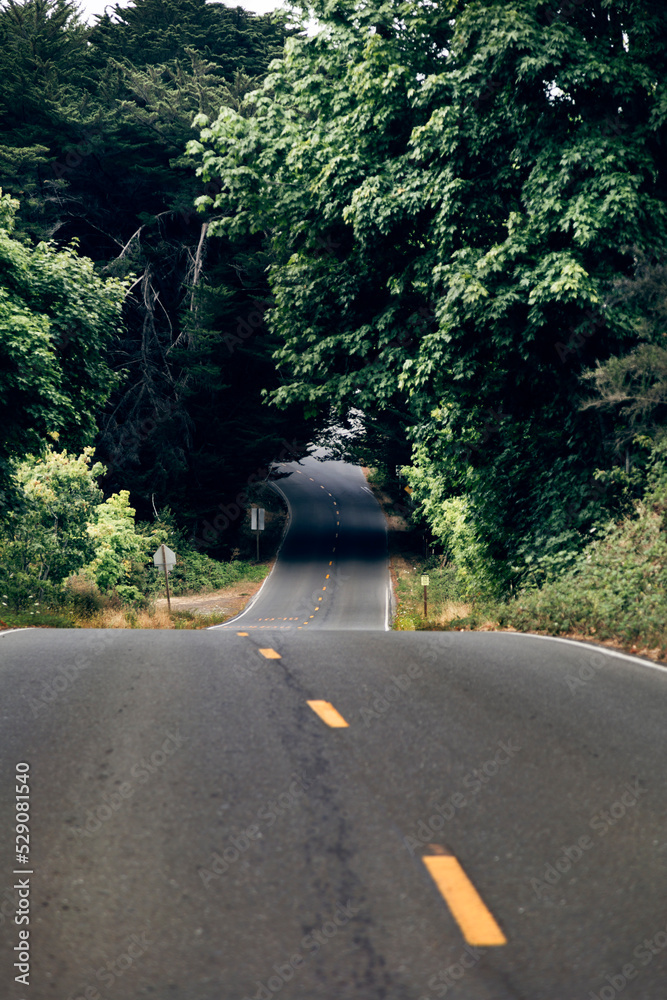 Fototapeta premium Downhill asphalt road passing through the trees.